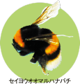 セイヨウオオマルハナバチ