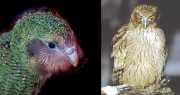 4kakapo-mix.jpg