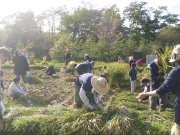 6harvestrice.jpg
