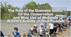 The Role of the Business Sector for the Conservation and Wise Use of Wetlands – Aleph’s Activity on Rice Paddies