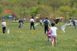 野生化した外来種のハチを捕獲中