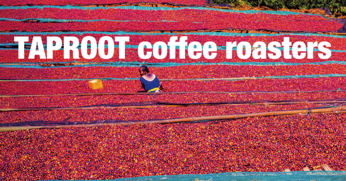 taproot coffee roasters key visual: ethiopian coffee producers